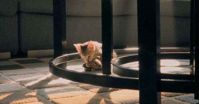 Kittencare