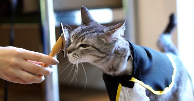 Catcare