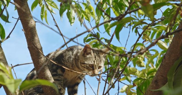 Catspaces